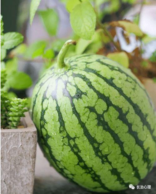 网红吃瓜现象分析,揭秘网络舆论场的狂欢与反思